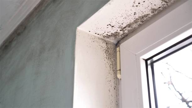 Best Professional Mold Removal  in Manchester, OH