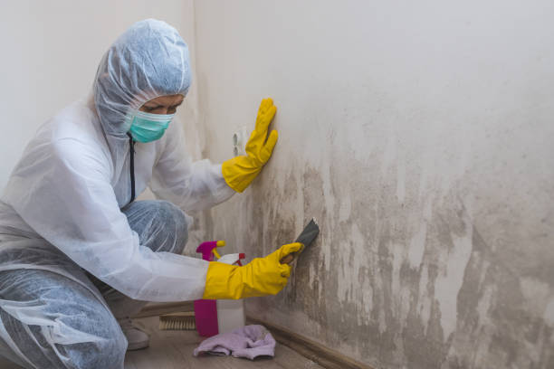 Best Attic Mold Removal  in Manchester, OH