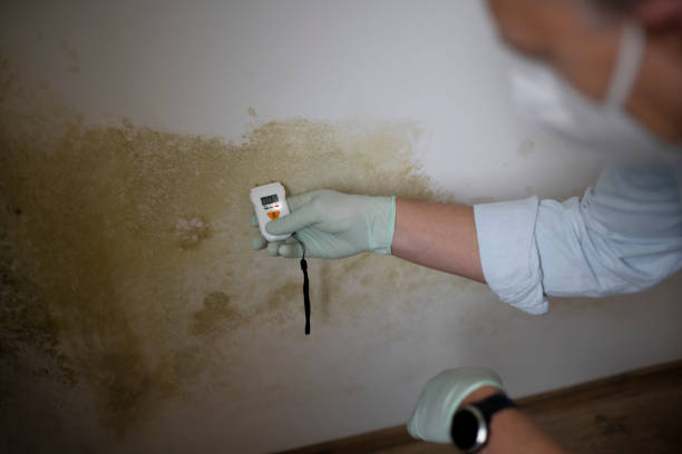Best Black Mold Removal  in Manchester, OH