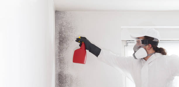 Home Mold Removal in Manchester, OH