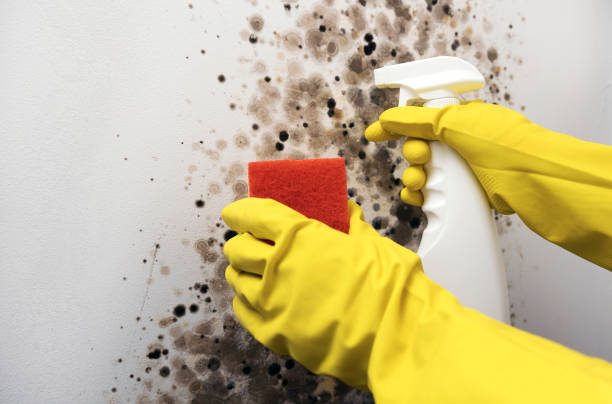 Professional Mold Removal in Manchester, OH