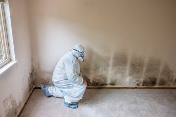 Best Mold Removal Process  in Manchester, OH