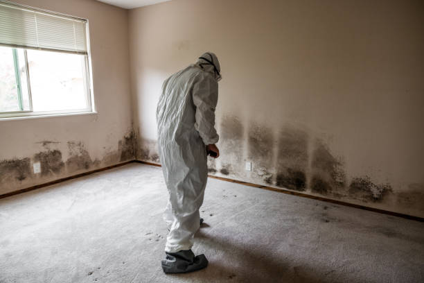 Mold Removal Process in Manchester, OH