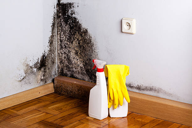 Best Mold Testing  in Manchester, OH