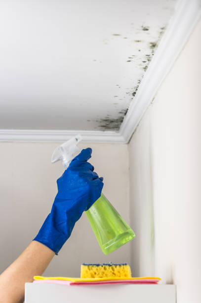 Best Fast Mold Removal  in Manchester, OH
