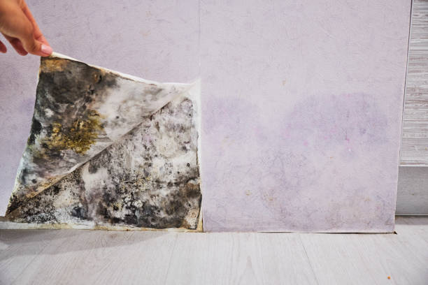 Best Affordable Mold Removal  in Manchester, OH